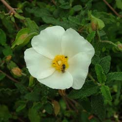 Rockrose, sage leaved